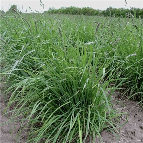 Potomac Orchardgrass, Dactilis glomerata - Great Basin Seeds