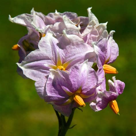 Potatoes: Potato flowers (Part 2) - Cultivariable