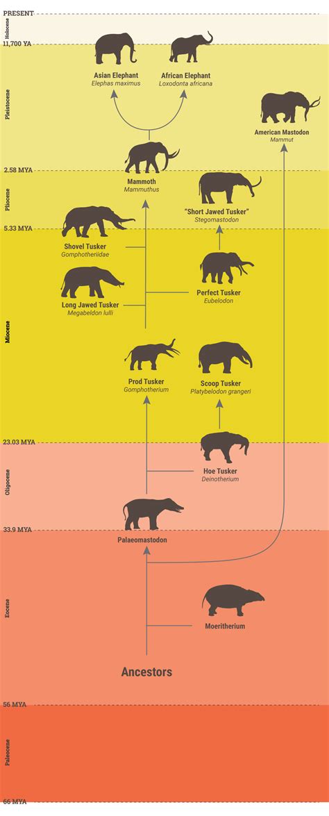 Elephants | Paleo Sleuths