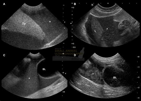 Echogenic peritoneal effusions in dogs and cats - Small Animal ...