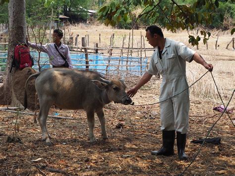 Biological samples collection from wildlife and livestock … | Flickr