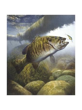 Smallmouth Bass Painting at PaintingValley.com | Explore collection of ...