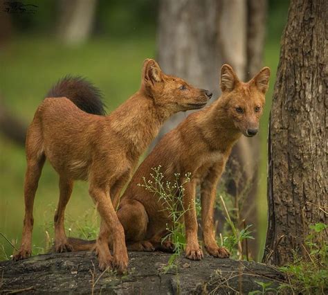 “The whistling hunters” Dhole / Indian Wild Dog . . . . . Picture by Mohammed Shujath | Wild ...