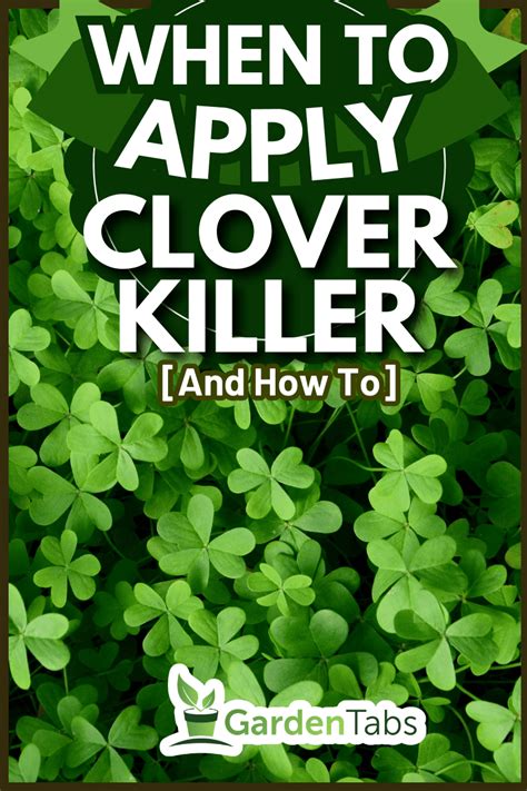 When To Apply Clover Killer [And How To]