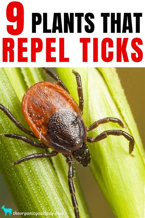 9 Plants That Repel Ticks - The Organic Goat Lady | Natural insect repellant, Natural tick ...