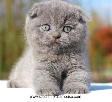 Scottish fold kitten | Scottish fold kittens, Scottish fold, Fluffy kittens