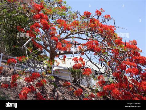 The red color tree in blossom in Noumea, the capital of New Caledonia Stock Photo - Alamy