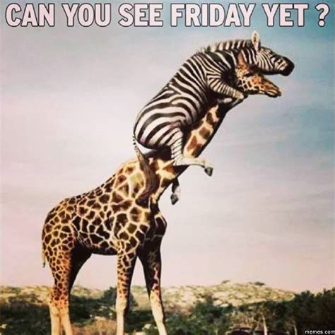 Friday Meme Funny Animals