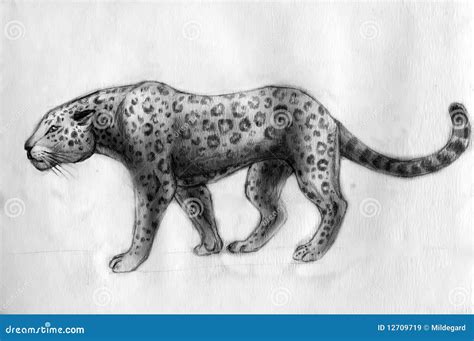 Jaguar - Drawing Royalty Free Stock Images - Image: 12709719