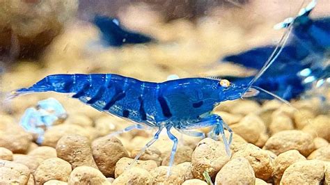 Blue Tiger Shrimp Care Guide: Species Profile – Aquariumistics