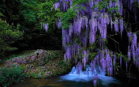 Wisteria Waterfall HD Nature Wallpaper