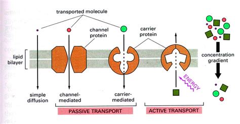 How Do Carrier Proteins Differ From Channel Proteins - Makenna-has-Durham