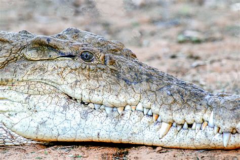 Crocodile Head – Tom Murphy Photography