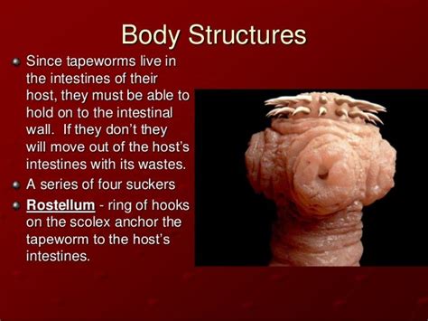 Class Cestoda Notes