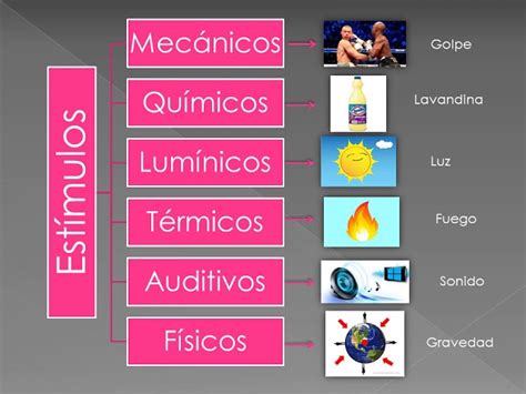 Diferencia entre Receptor y Efector - ¿Cómo Funcionan y Cuáles Son sus Diferencias?