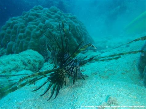 Lionfish on the Great Barrier Reef near Port Douglas, Quee… | Flickr