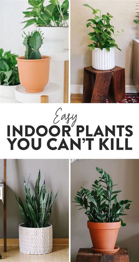 Don't kill your plants! Here are the best indoor plants around town ...