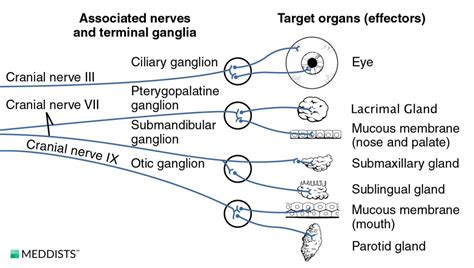 Parasympathetic ganglia – Meddists