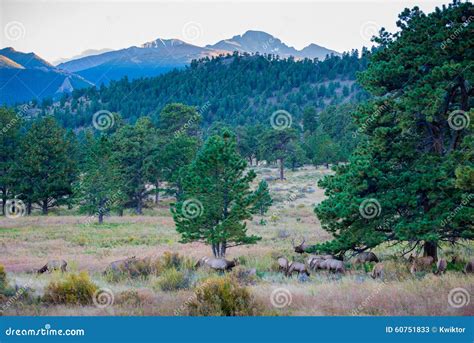 Elk Migration Rocky Mountain National Park Stock Image - Image of ...