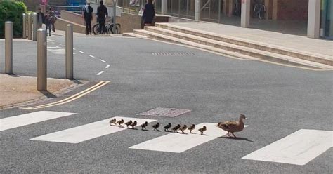 Mother duck teaches 11 ducklings to use a zebra crossing | Metro News