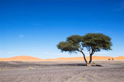 Plants That Grow In The Sahara Desert | Desert landscaping, Dry landscape, Desert plants