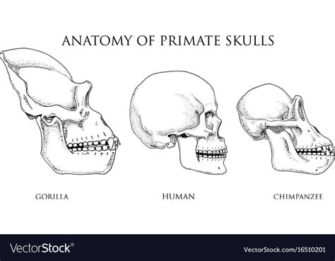 Human and chimpanzee gorilla biology and anatomy Vector Image