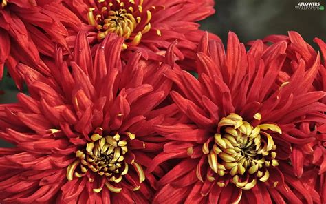 Red, dahlias - Flowers wallpapers: 1680x1050