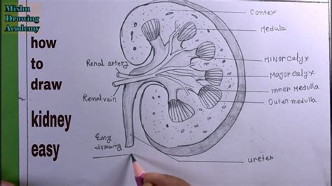 Kidney Drawing For Kids