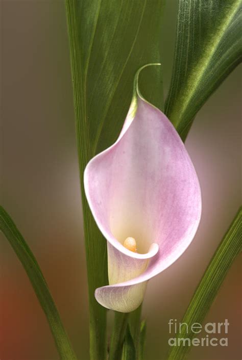 Stunning Pink Calla Lily Photograph by Deborah Smolinske - Fine Art America