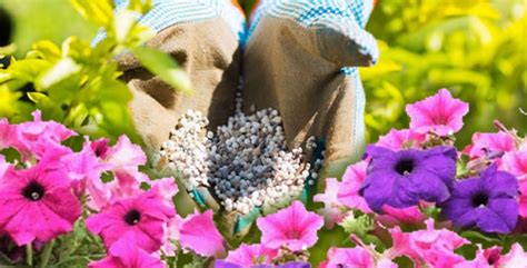 How To Fertilize and Water Annual Flowers and Bedding Plants