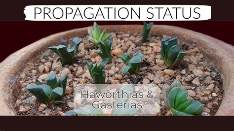 Haworthia & Gasteria Propagation Status 2020 - YouTube