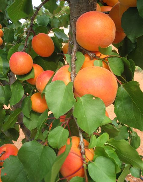 New apricot varieties look to revitalise production - First 5000 - First 5000