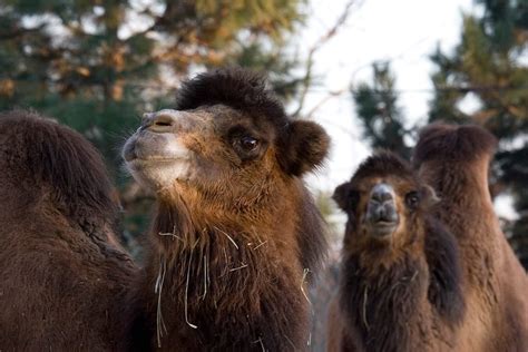 Bactrian Camel - Denver Zoo