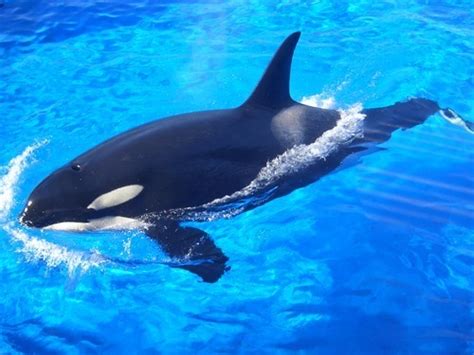 Everything Orca!, Zoo Habitat