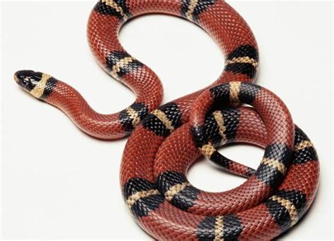 Kingsnake | PetMD