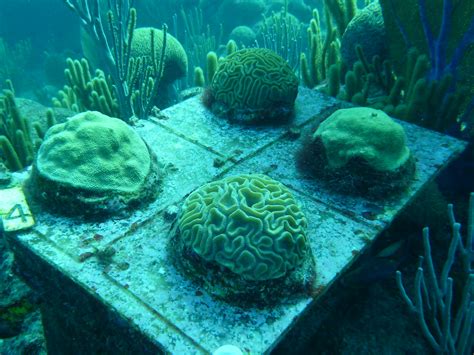 Bermuda Coral Reef Study | Flickr