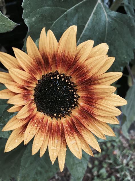 Sunflower in the rain | Photography pictures, Plants, Beautiful photography