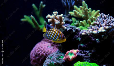 Regal Angelfish in reef aquarium tank Stock Photo | Adobe Stock