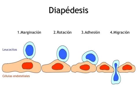 Diapedesis de los leucocitos