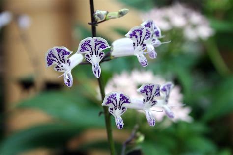 The smallest Orchid I have seen, at the Boston Museum of Science Butterfly Garden, 2009 C Roxy ...