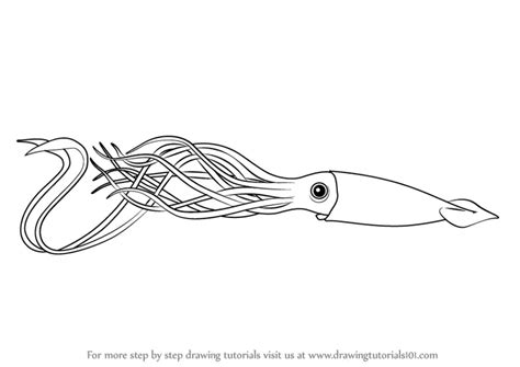 Giant Squid Illustration