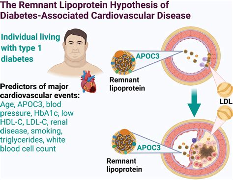 The Remnant Lipoprotein Hypothesis of Diabetes-Associated ...