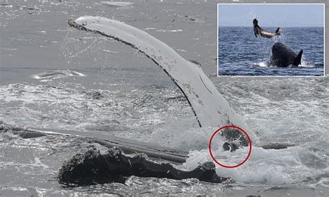 Humpback whales from across the world are rescuing vulnerable seals ...