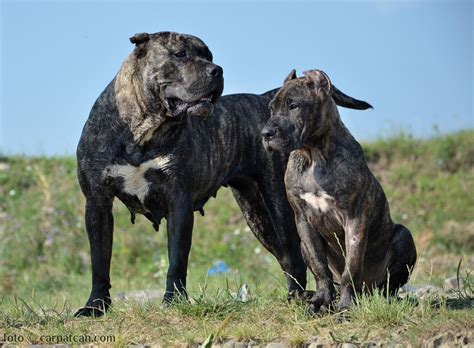 Presa Canario vs Old English Terrier - Breed Comparison