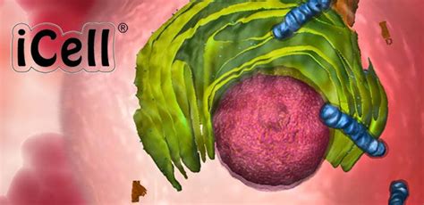 Free Technology for Teachers: Look Inside Cells With iCell