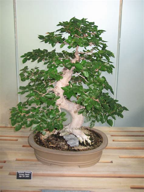 File:Korean Beech Bonsai Tree.jpg - Wikimedia Commons