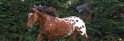 15 Interesting Appaloosa Facts You Might Not Know — Animal Hearted Apparel