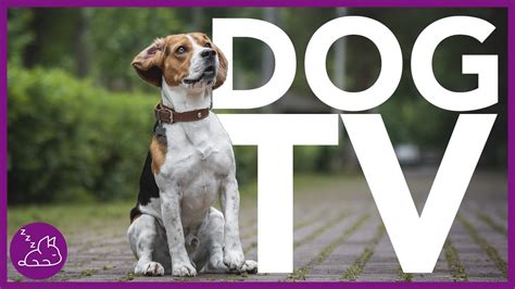 DOG TV - Deeply Entertaining Video For Dogs To Watch (NEW) - YouTube