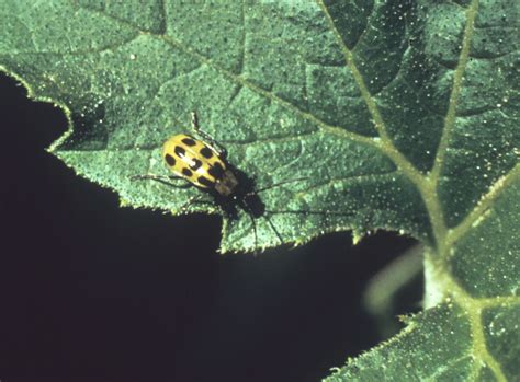 Vegetable: Cucumber Beetle, Spotted | UMass Center for Agriculture, Food and the Environment