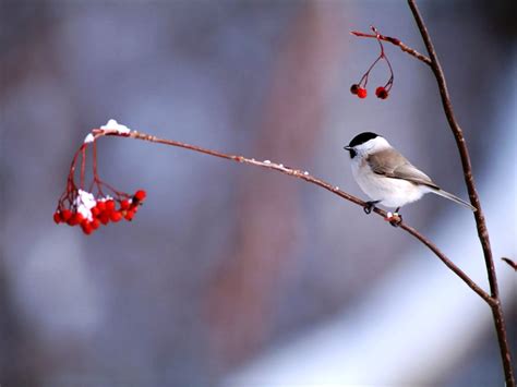 Free Desktop Wallpaper Winter Birds - WallpaperSafari